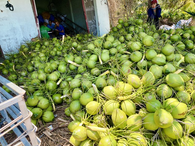 Việt Nam hướng tới thương hiệu dừa xanh, an toàn và giảm phát thải- Ảnh 2. Việt Nam hướng tới thương hiệu dừa xanh, an toàn và giảm phát thải- Ảnh 2.