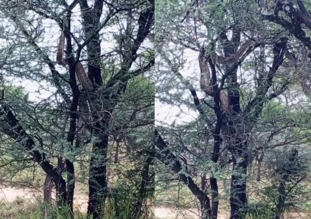 Nhìn lên cây, du khách chứng kiến cảnh tượng nổi da gà - Ảnh 1.