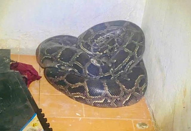 Vừa bước v&agrave;o ph&ograve;ng, người đ&agrave;n &ocirc;ng ph&aacute;t hiện cảnh tượng "nổi da g&agrave;" giữa nh&agrave; - Ảnh 1.