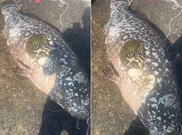 Người đàn ông câu được con cá mú khổng lồ nặng 80kg - Ảnh 1.