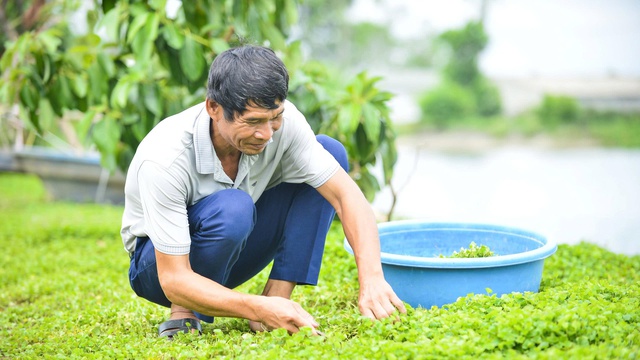 Ý tưởng khởi nghiệp của lão nông Thanh Hóa: Biến loài rau dại thành cây làm giàu- Ảnh 1.