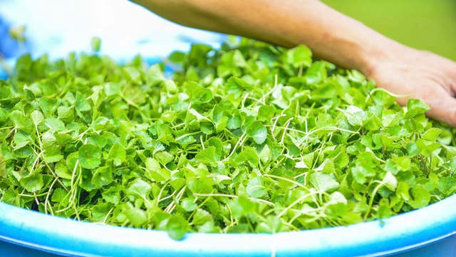 Ý tưởng khởi nghiệp của lão nông Thanh Hóa: Biến loài rau dại thành cây làm giàu- Ảnh 4.