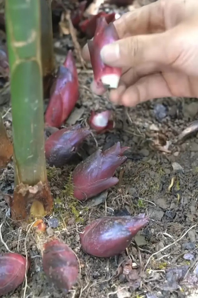 "Nhân sâm châu Á" - Loại rau rừng kỳ lạ, bổ dưỡng - Ảnh 2.