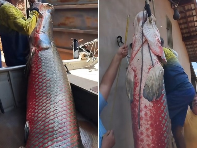 Ngư dân bắt được con cá hải tượng long nặng 165kg trên sông - Ảnh 1.