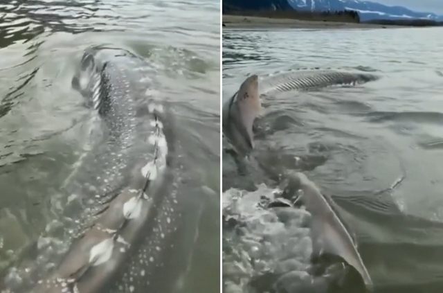 Người đàn ông câu được con cá khổng lồ nặng 270kg trên sông - Ảnh 1.