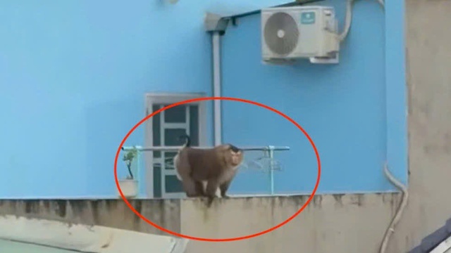 Khỉ hoang lao vào quán ăn tấn công khách ở Đồng Nai: Chủ quán có thể phải bồi thường- Ảnh 1. Khỉ hoang lao vào quán ăn tấn công khách ở Đồng Nai: Chủ quán có thể phải bồi thường- Ảnh 1.