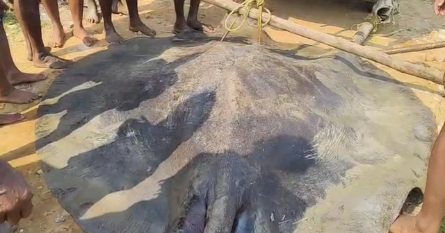 Ngư dân bắt được con cá đuối khổng lồ dài 3,6 mét trên biển - Ảnh 1.