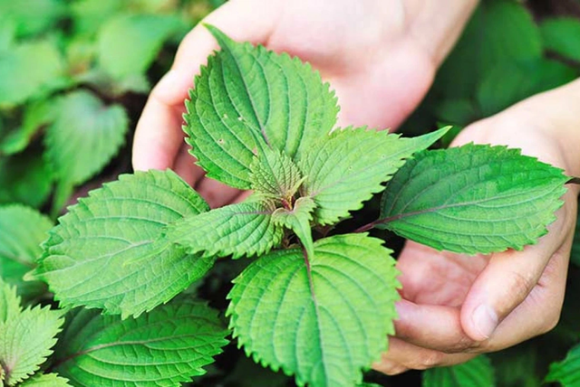 2 loại rau không lo "ngậm" thuốc trừ sâu, đặc biệt loại số 1 rất quen ít ai hay - Ảnh 2.