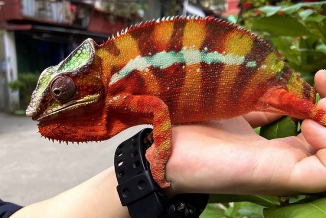 Người phụ nữ 28 tuổi nhập viện vì bị con vật "lạ mắt" trong nhà cắn - Ảnh 1.