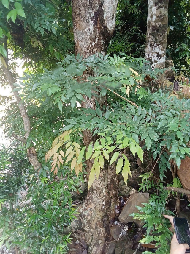 Dân ồ ạt lên rừng săn lùng gỗ tạp bán 3 triệu đồng/kg: Siết chặt quản lý rừng - Ảnh 3.