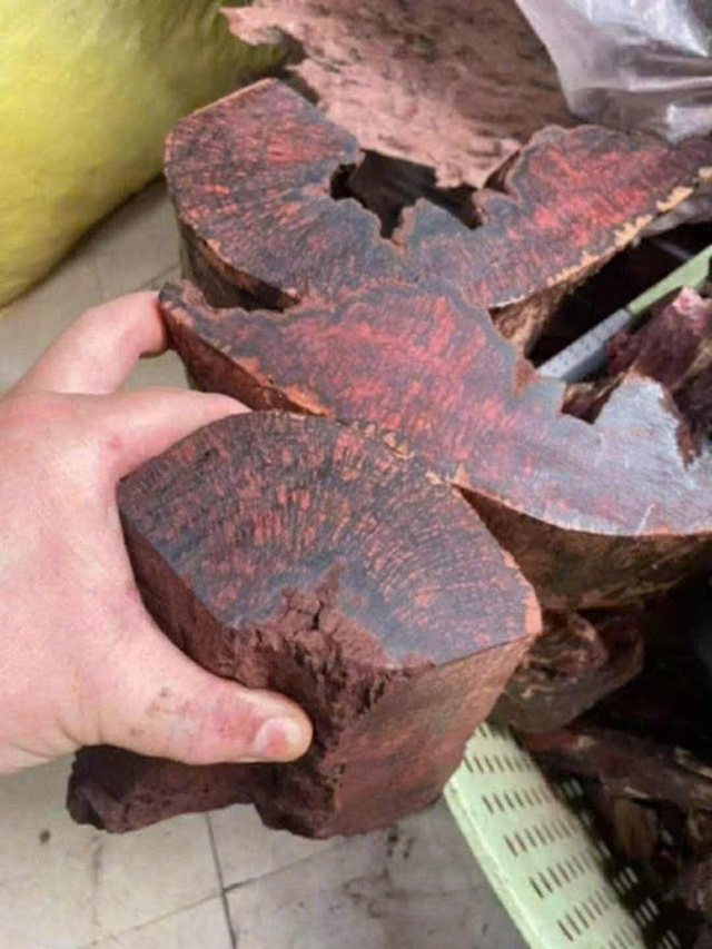 Dân ồ ạt lên rừng săn lùng gỗ tạp bán 3 triệu đồng/kg: Siết chặt quản lý rừng - Ảnh 2.