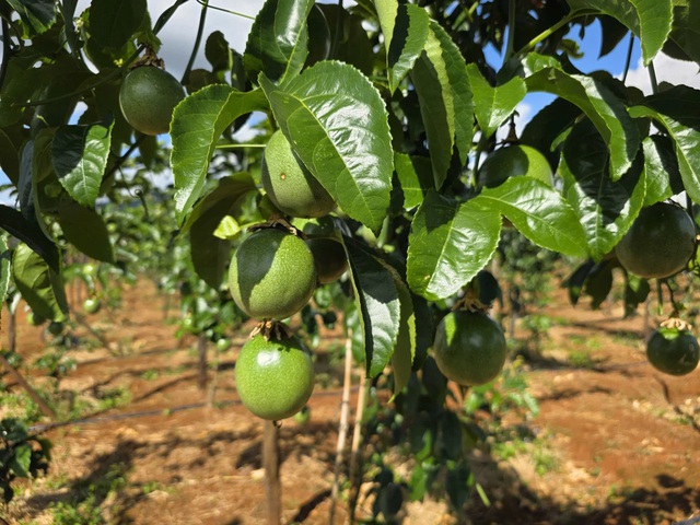 Lập kỷ lục xuất khẩu, chanh leo Việt Nam vẫn đứng trước nhiều thách thức - Ảnh 3.