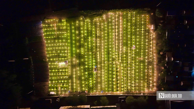 Quảng Ngãi: Nông dân trắng đêm chong đèn, giữ ấm cho mùa hoa Tết- Ảnh 3. Quảng Ngãi: Nông dân trắng đêm chong đèn, giữ ấm cho mùa hoa Tết- Ảnh 3.