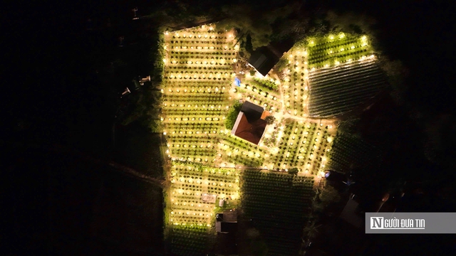 Quảng Ngãi: Nông dân trắng đêm chong đèn, giữ ấm cho mùa hoa Tết- Ảnh 4. Quảng Ngãi: Nông dân trắng đêm chong đèn, giữ ấm cho mùa hoa Tết- Ảnh 4.