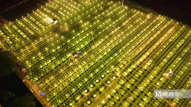 Quảng Ngãi: Nông dân trắng đêm chong đèn, giữ ấm cho mùa hoa Tết- Ảnh 5. Quảng Ngãi: Nông dân trắng đêm chong đèn, giữ ấm cho mùa hoa Tết- Ảnh 5.