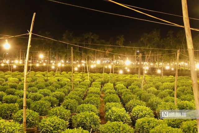 Quảng Ngãi: Nông dân trắng đêm chong đèn, giữ ấm cho mùa hoa Tết- Ảnh 9. Quảng Ngãi: Nông dân trắng đêm chong đèn, giữ ấm cho mùa hoa Tết- Ảnh 9.