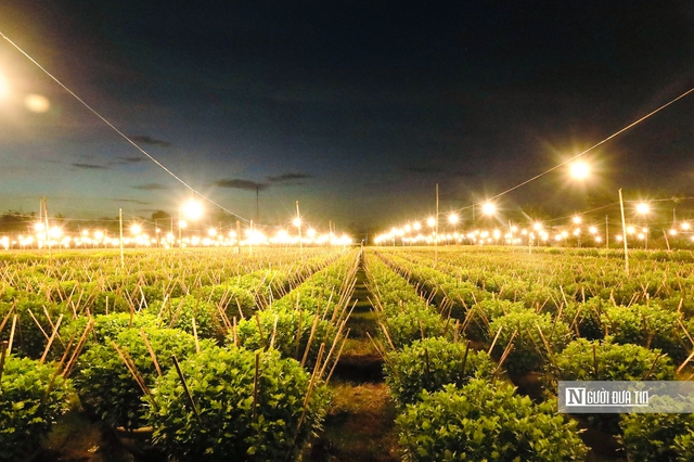 Quảng Ngãi: Nông dân trắng đêm chong đèn, giữ ấm cho mùa hoa Tết- Ảnh 10. Quảng Ngãi: Nông dân trắng đêm chong đèn, giữ ấm cho mùa hoa Tết- Ảnh 10.