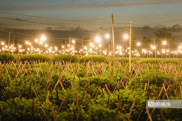 Quảng Ngãi: Nông dân trắng đêm chong đèn, giữ ấm cho mùa hoa Tết- Ảnh 11. Quảng Ngãi: Nông dân trắng đêm chong đèn, giữ ấm cho mùa hoa Tết- Ảnh 11.