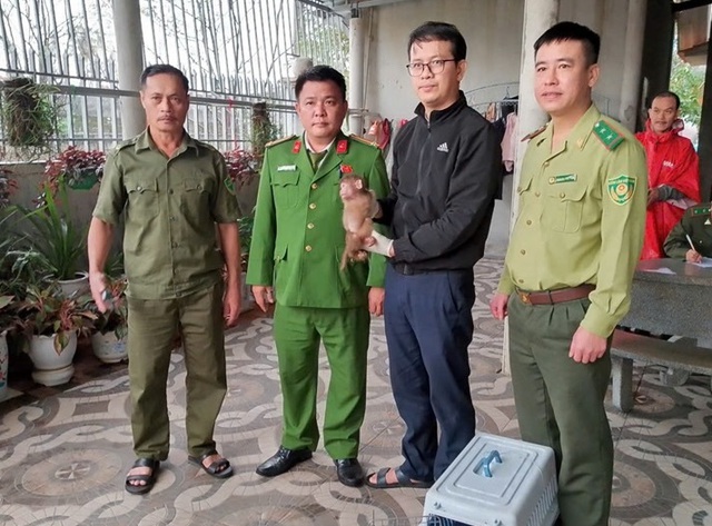 Phát hiện hai cá thể khỉ quý hiếm đi lạc, người dân chủ động giao nộp - Ảnh 1. Phát hiện hai cá thể khỉ quý hiếm đi lạc, người dân chủ động giao nộp - Ảnh 1.