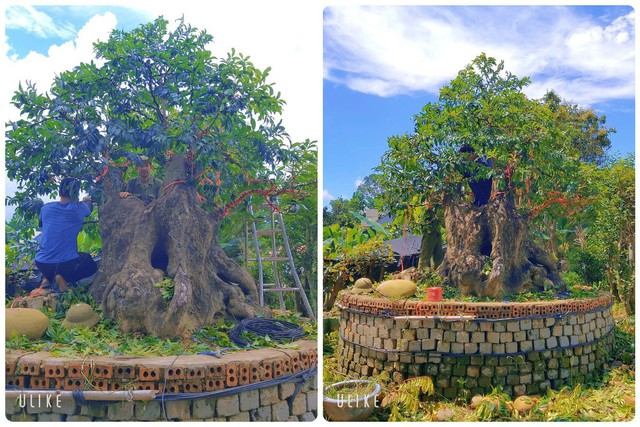 Cây thị bonsai 4 người ôm chủ nhân bán giá "khủng" 400 triệu đồng, vẫn có người đến chốt - Ảnh 2.