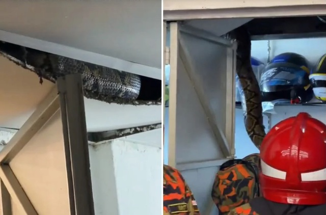 Bắt sống 2 con trăn khổng lồ ẩn nấp trong cửa hàng xe máy - Ảnh 1.