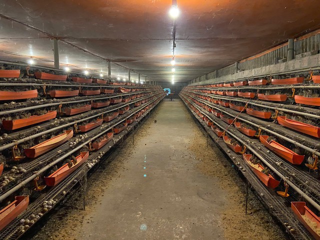 Từ hai bàn tay trắng, chàng trai trẻ trở thành triệu phú nhờ nuôi con "mắn đẻ"- Ảnh 2. Từ hai bàn tay trắng, chàng trai trẻ trở thành triệu phú nhờ nuôi con "mắn đẻ"- Ảnh 2.