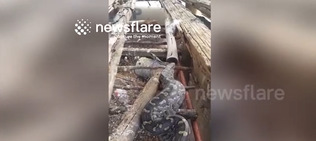 Bước chân ra vườn, người dân bỗng thấy cảnh tượng "nổi da gà" - Ảnh 1.