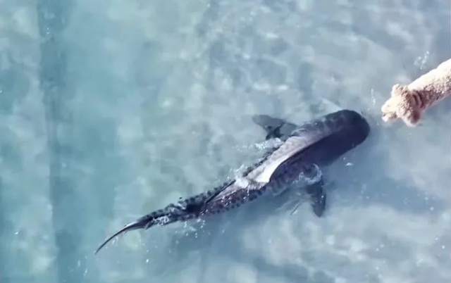 Thót tim khoảnh khắc chú chó đối đầu trực diện cá mập - Ảnh 1. Thót tim khoảnh khắc chú chó đối đầu trực diện cá mập - Ảnh 1.