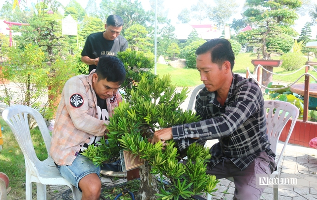 C&acirc;u chuyện ph&iacute;a sau bảo t&agrave;ng bonsai trị gi&aacute; h&agrave;ng triệu USD ở Đồng Th&aacute;p- Ảnh 7.