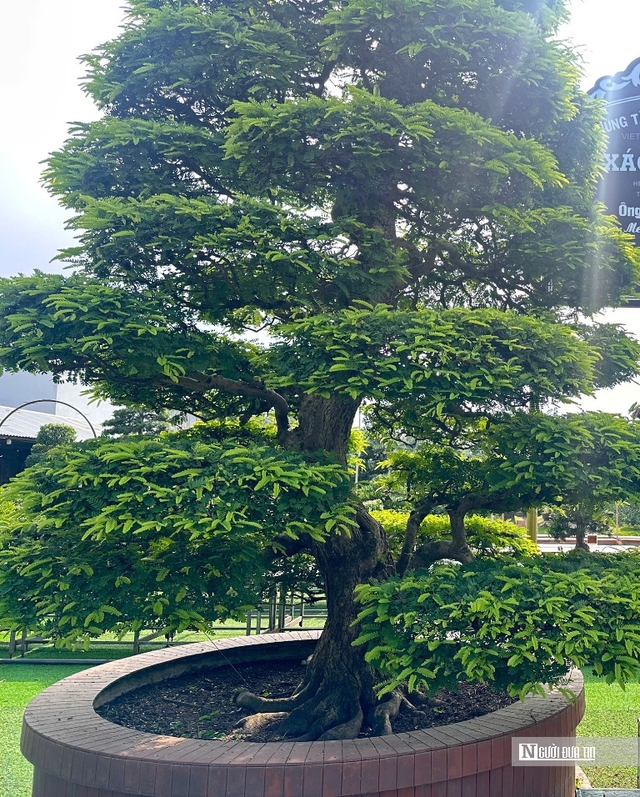 C&acirc;u chuyện ph&iacute;a sau bảo t&agrave;ng bonsai trị gi&aacute; h&agrave;ng triệu USD ở Đồng Th&aacute;p- Ảnh 3.