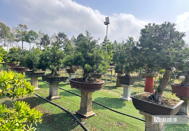 C&acirc;u chuyện ph&iacute;a sau bảo t&agrave;ng bonsai trị gi&aacute; h&agrave;ng triệu USD ở Đồng Th&aacute;p- Ảnh 4.
