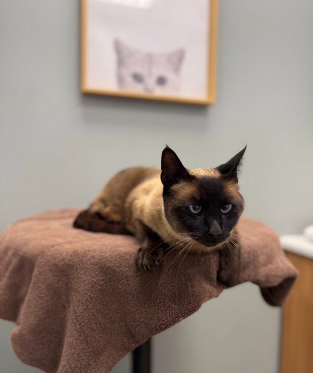 Xem camera, người phụ nữ sốc nặng khi thấy hành động của shipper - Ảnh 2.