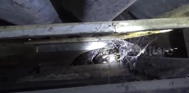 Nhìn lên trần nhà, người đàn ông phát hiện cảnh tượng "nổi da gà"- Ảnh 1. Nhìn lên trần nhà, người đàn ông phát hiện cảnh tượng "nổi da gà"- Ảnh 1.