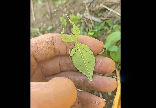 Người đ&agrave;n &ocirc;ng sốc nặng khi ph&aacute;t hiện ra chiếc l&aacute; "biết đi" - Ảnh 1.