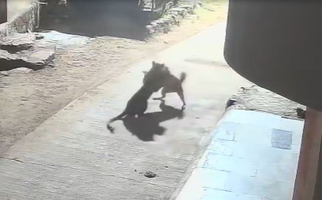 Ch&oacute; nh&agrave; "tử chiến" b&aacute;o dữ trong đ&ecirc;m v&agrave; c&aacute;i kết gay cấn - Ảnh 1.