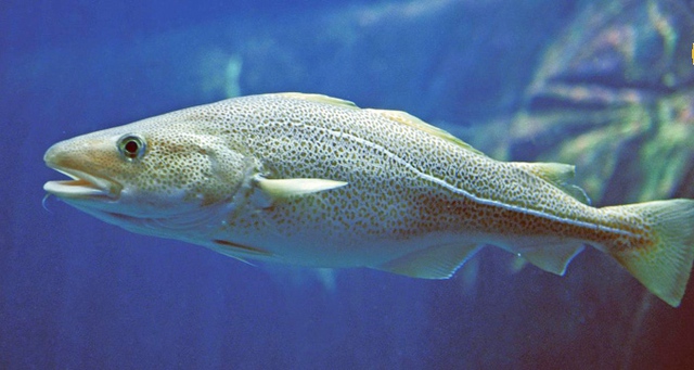 Những loại c&aacute; &iacute;t xương nhất, dễ mua nhưng gi&agrave;u dinh dưỡng  - Ảnh 2.