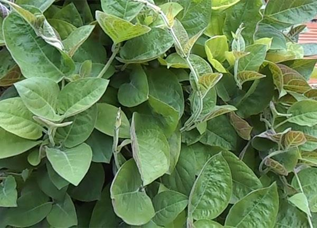 Loại rau &iacute;t "ngậm" thuốc trừ s&acirc;u nhất chợ, ở qu&ecirc; mọc um t&ugrave;m bờ r&agrave;o - Ảnh 1.