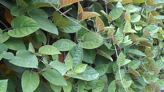 Loại rau &iacute;t "ngậm" thuốc trừ s&acirc;u nhất chợ, ở qu&ecirc; mọc um t&ugrave;m bờ r&agrave;o - Ảnh 3.