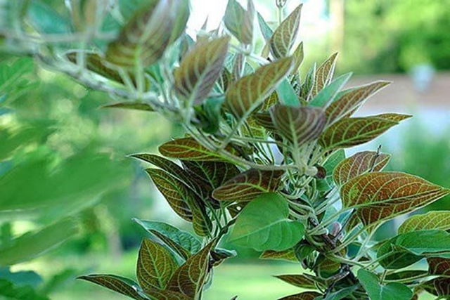 Loại rau &iacute;t "ngậm" thuốc trừ s&acirc;u nhất chợ, ở qu&ecirc; mọc um t&ugrave;m bờ r&agrave;o - Ảnh 2.