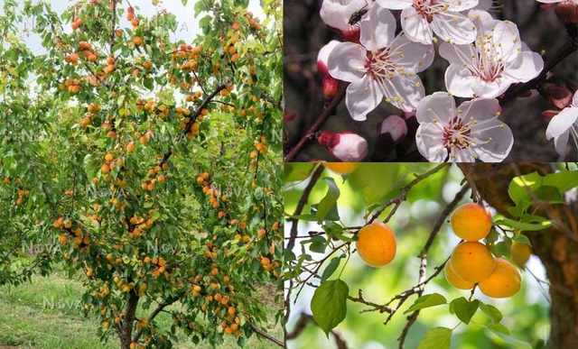 Vị thuốc của m&ugrave;a Xu&acirc;n từ loại quả "tốt nhất thế giới", Việt Nam trồng bạt ng&agrave;n - Ảnh 2.