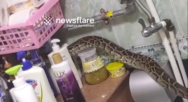 Nghe thấy tiếng động lạ, người phụ nữ bước v&agrave;o ph&ograve;ng tắm thấy cảnh tượng "nổi da g&agrave;" - Ảnh 1.