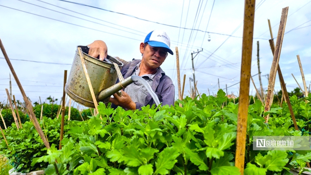 Nông dân thủ phủ hoa cúc Quảng Ngãi tất bật chuẩn bị mùa hoa tết 2026 - Ảnh 2.