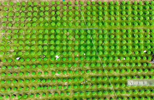 Nông dân thủ phủ hoa cúc Quảng Ngãi tất bật chuẩn bị mùa hoa tết 2026 - Ảnh 3.