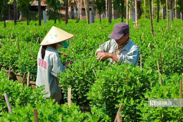 Nông dân thủ phủ hoa cúc Quảng Ngãi tất bật chuẩn bị mùa hoa tết 2026 - Ảnh 5.