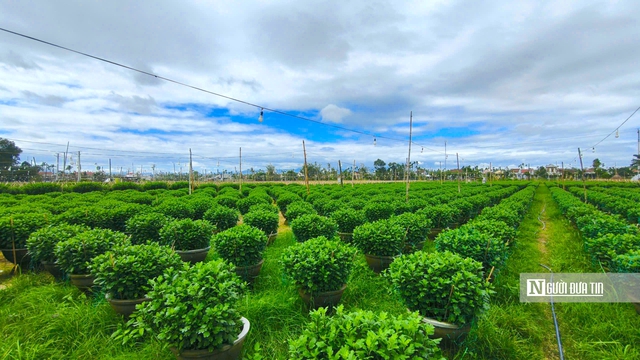 Nông dân thủ phủ hoa cúc Quảng Ngãi tất bật chuẩn bị mùa hoa tết 2026 - Ảnh 7.