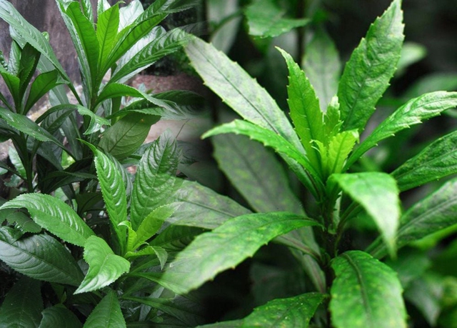 C&ocirc;ng dụng kh&ocirc;ng ngờ từ loại l&aacute; l&agrave; gia vị phổ biến trong bếp người Việt - Ảnh 1.