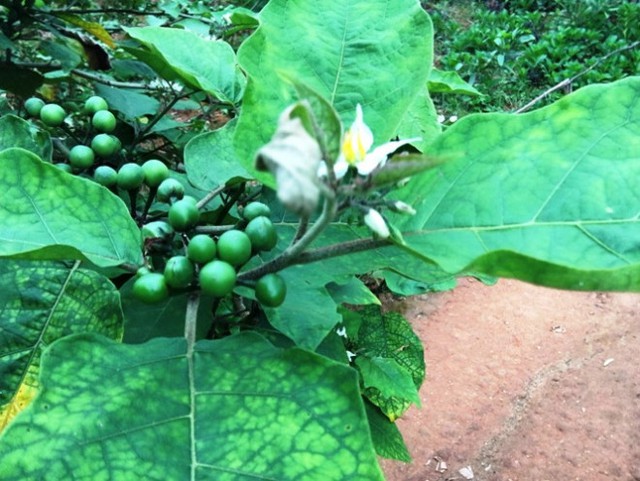 Loại quả mọc dại c&oacute; vị đắng đặc trưng nay th&agrave;nh đặc sản, đặc biệt ngon khi nấu c&ugrave;ng thịt ba chỉ - Ảnh 1.