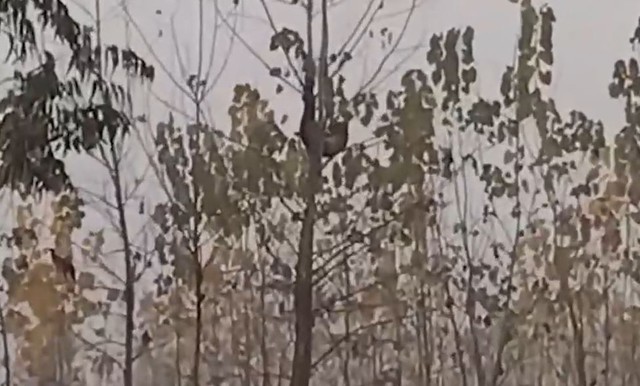 Báo hoa mai bị treo ngược trên cây, người dân tụ tập đứng xem - Ảnh 1.