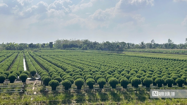 Hơi thở lễ hội ngập tr&agrave;n &ldquo;thủ phủ" hoa miền T&acirc;y- Ảnh 2.