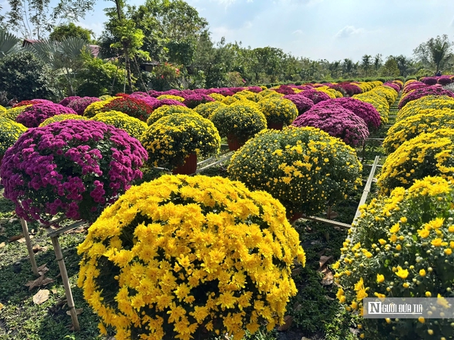 Hơi thở lễ hội ngập tr&agrave;n &ldquo;thủ phủ" hoa miền T&acirc;y- Ảnh 4.